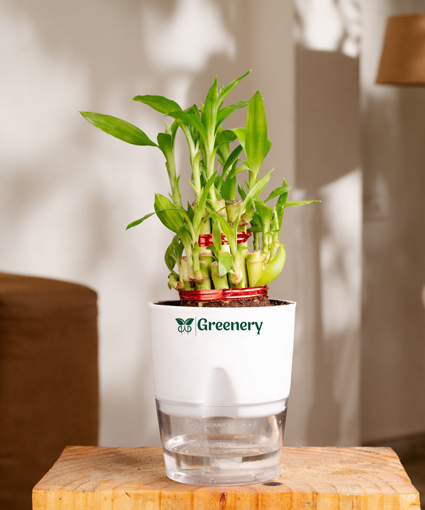 Bamboo 2 Layer Live Indoor Plant With Self Watering Pot