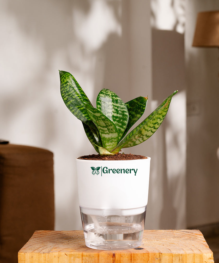 Sansevieria Green Snake Plant With Self Watering Pot – Greenery
