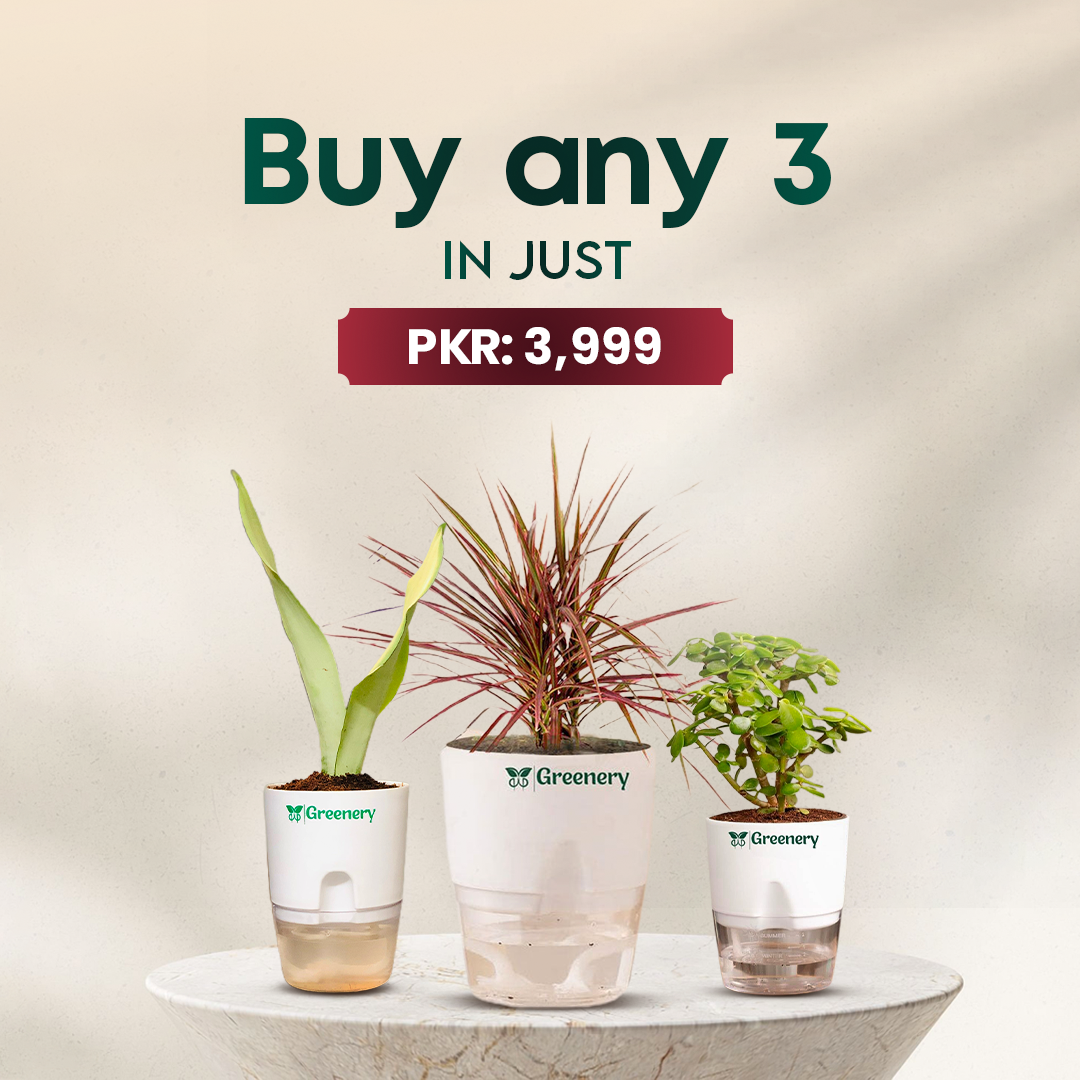 Buy Any 3 Products in 3999/-