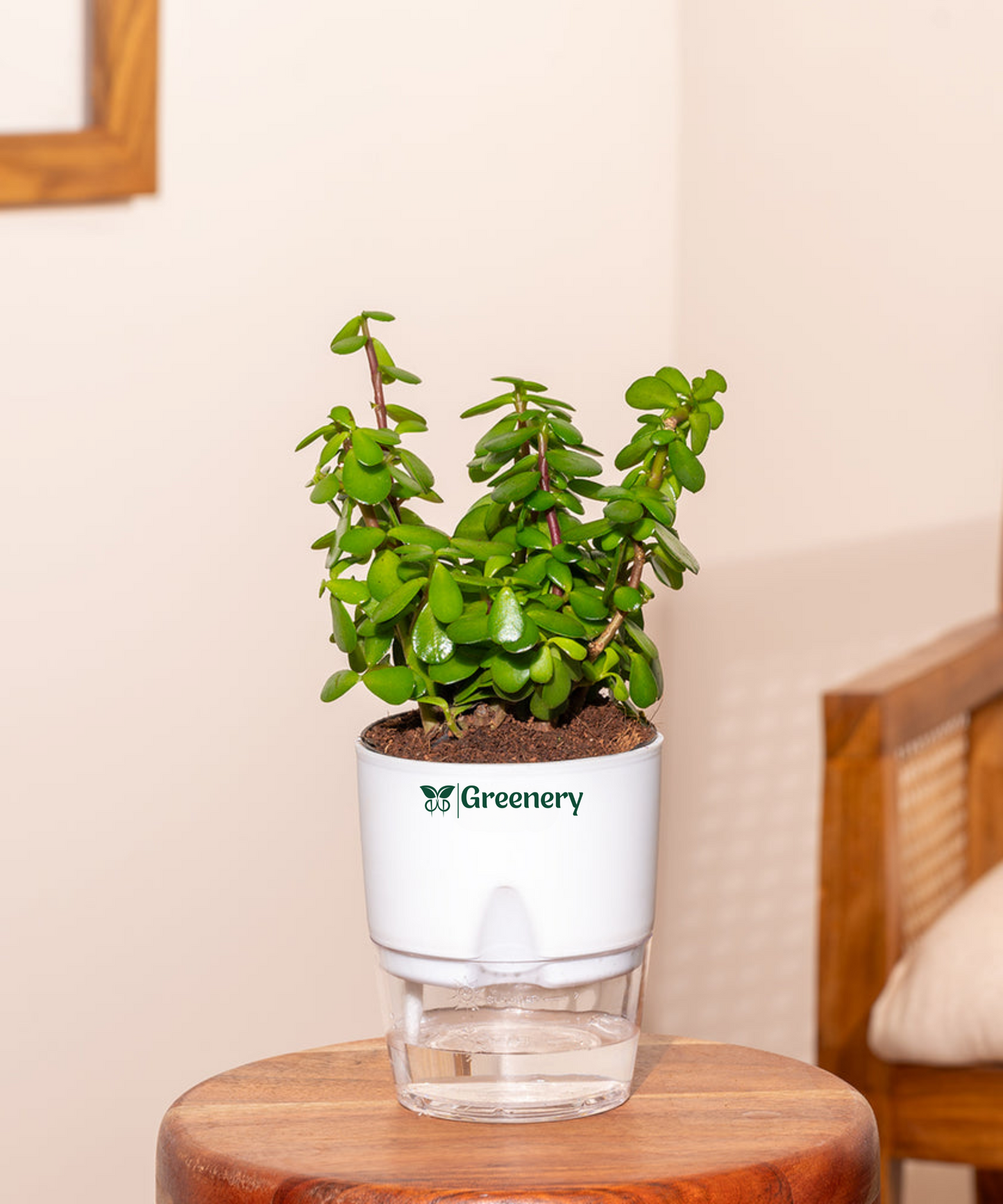 Jade Plant With Self Watering Pot: Lucky Plant