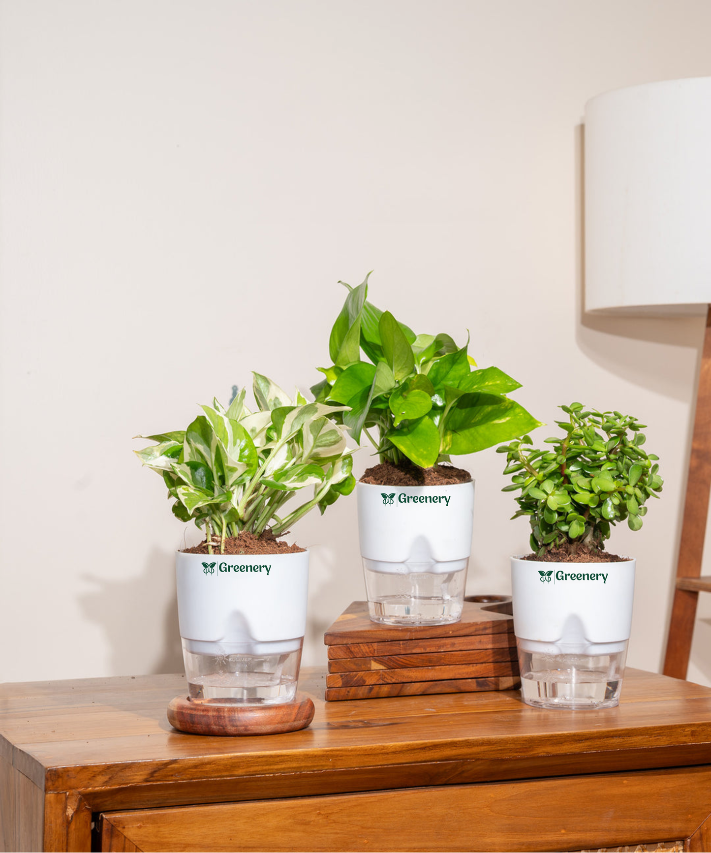 Set of 3 - Money Variegated, Lucky Jade & Money N'Joy Plant