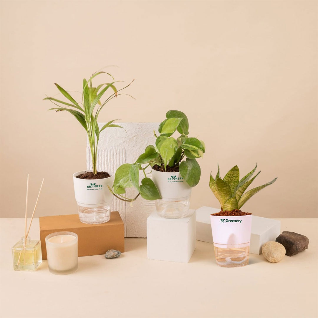 areca palm snake plant Set Of 3