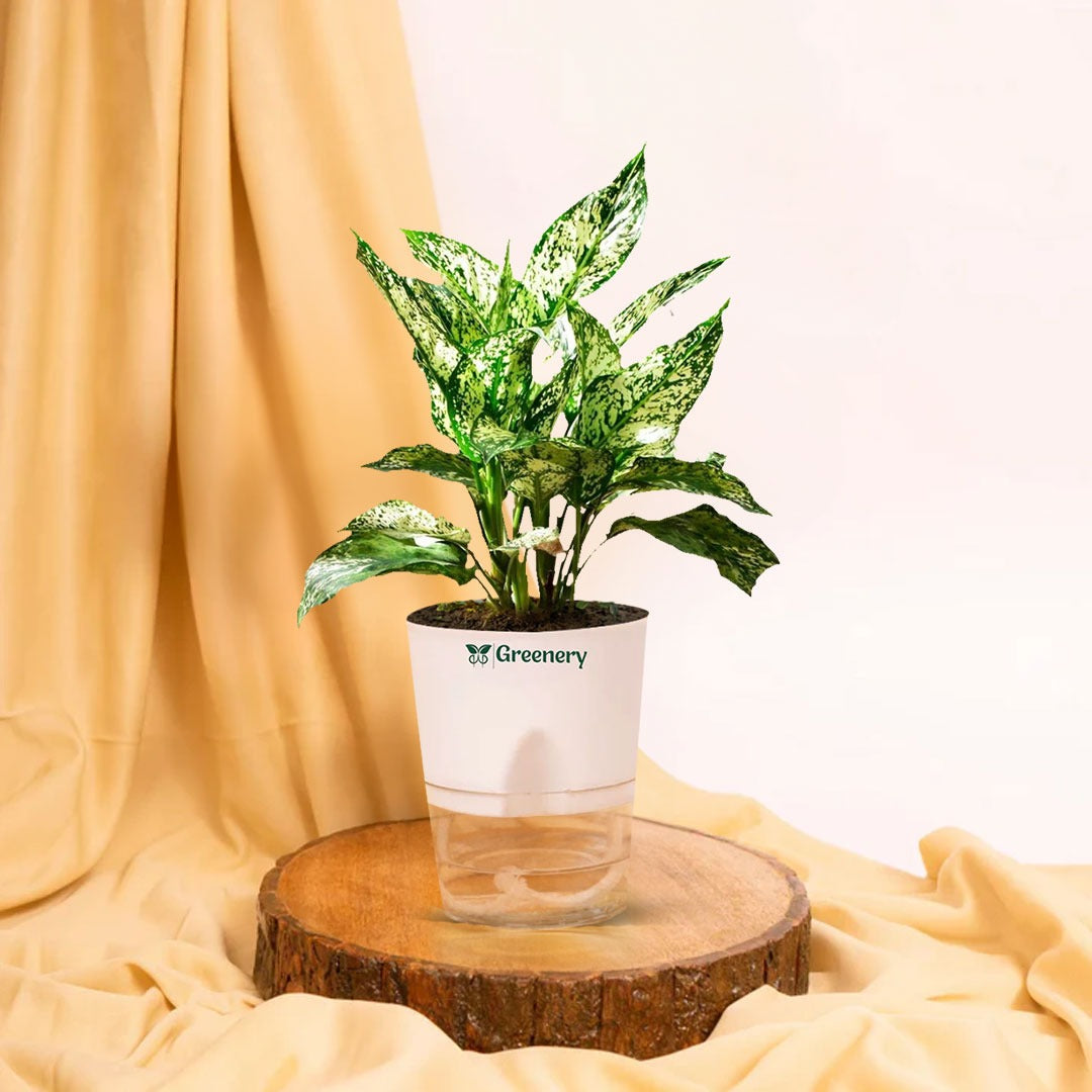 aglaonema price in pakistan Aglaonema Chinese Evergreen Plant With Self Watering Pot – Greenery