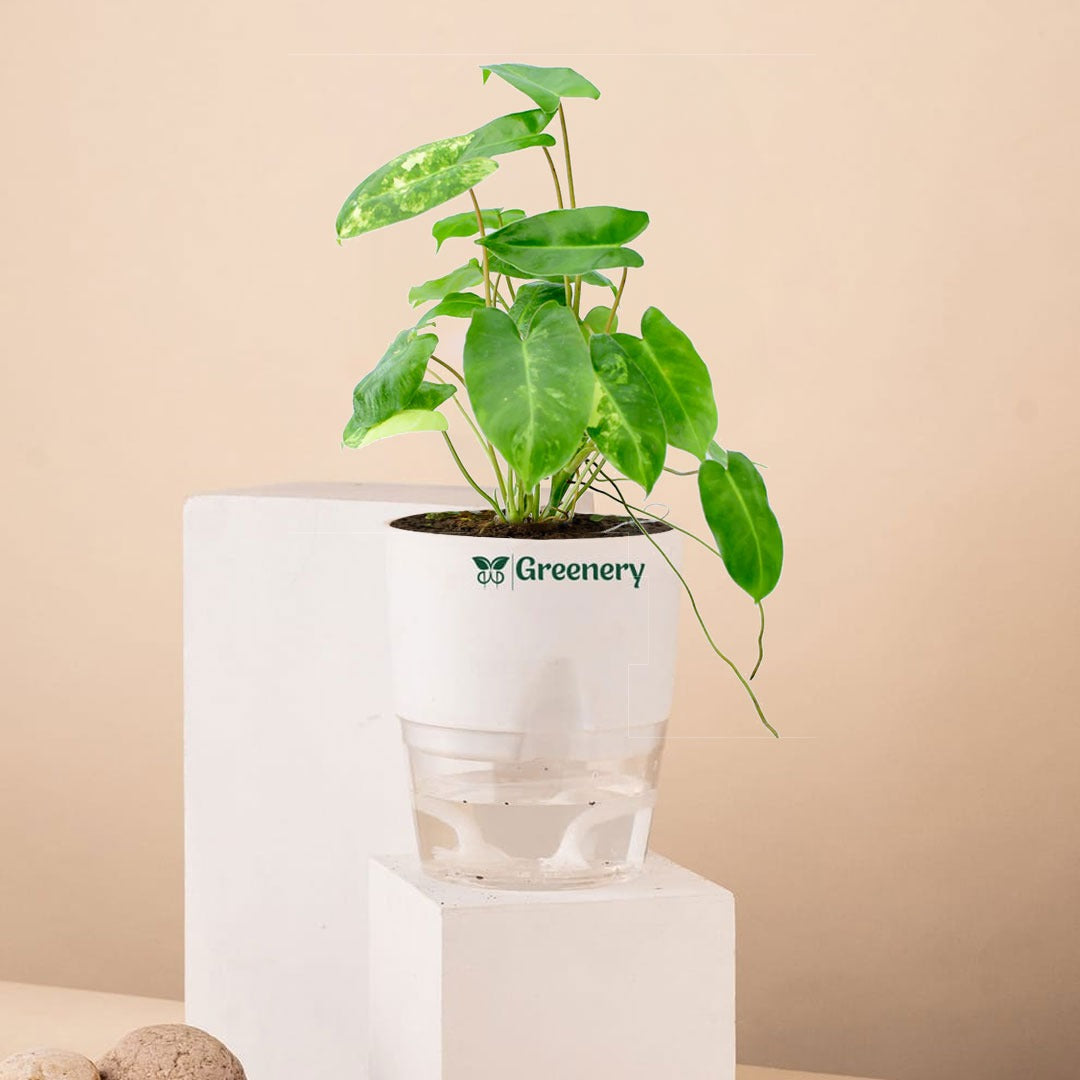 philodendron burle marx watering Philodendron Burle Marx with Self Watering Pot – Greenery