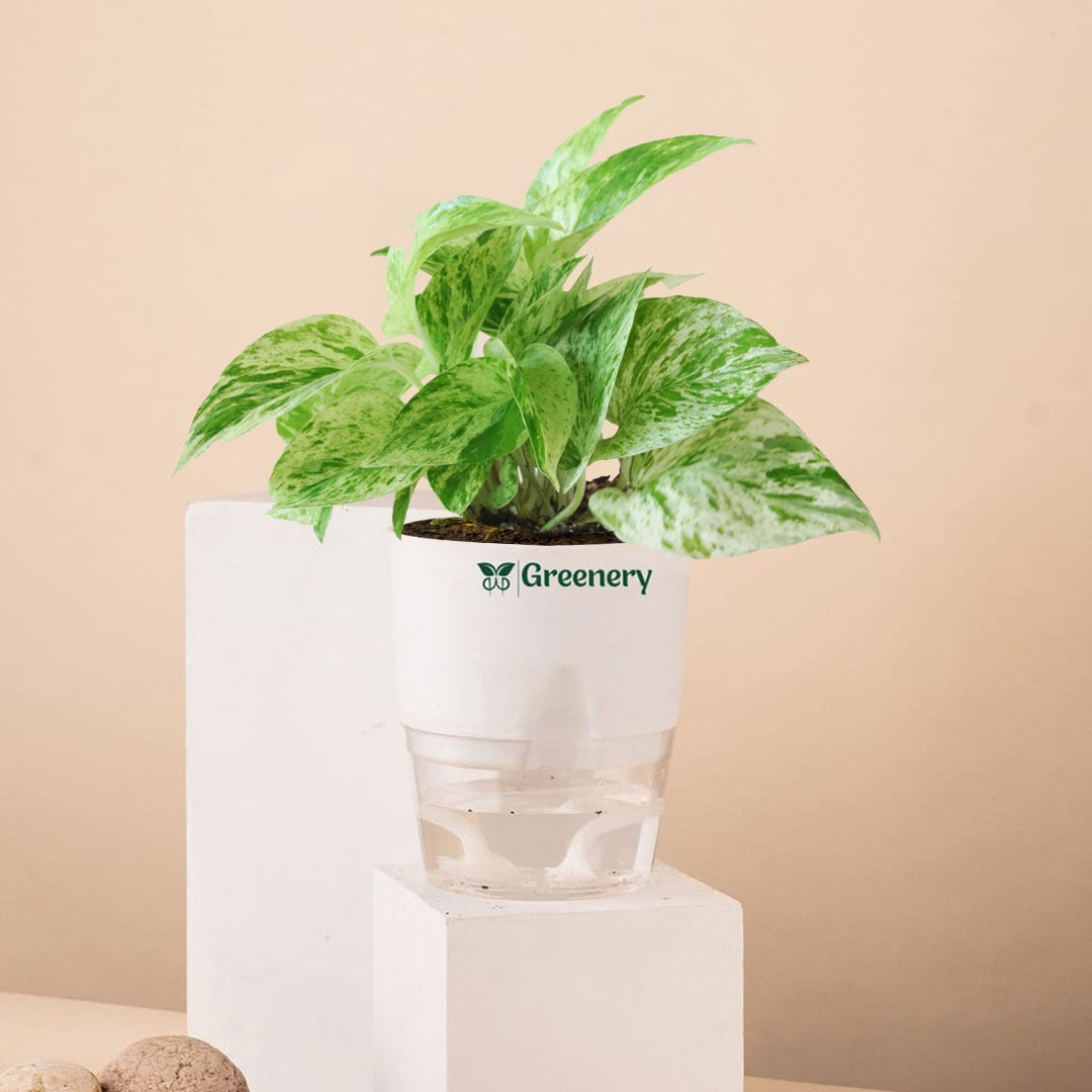 marble money plant Money Plant Marble Queen With Self Watering Pot – Greenery