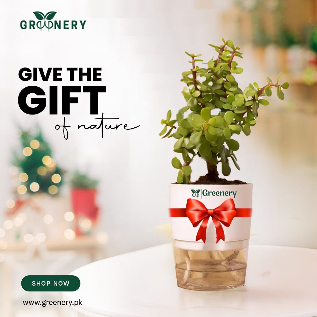 Gift: Indoor Plants in Self-Watering Pots