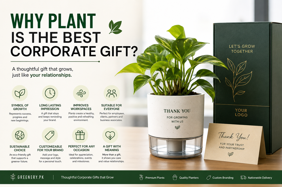 Why Plants Are the Best Corporate Gift (And Why Traditional Gifts Aren't Working Anymore)