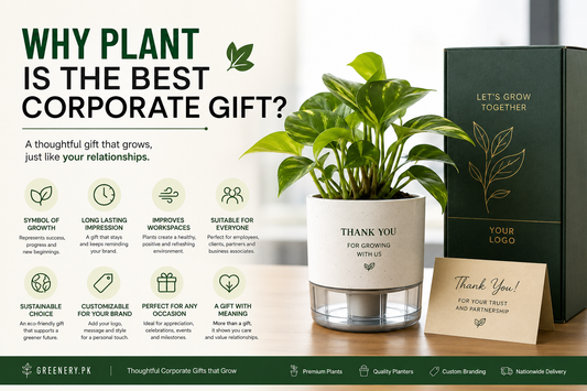 Why Plants Are the Best Corporate Gift (And Why Traditional Gifts Aren't Working Anymore)