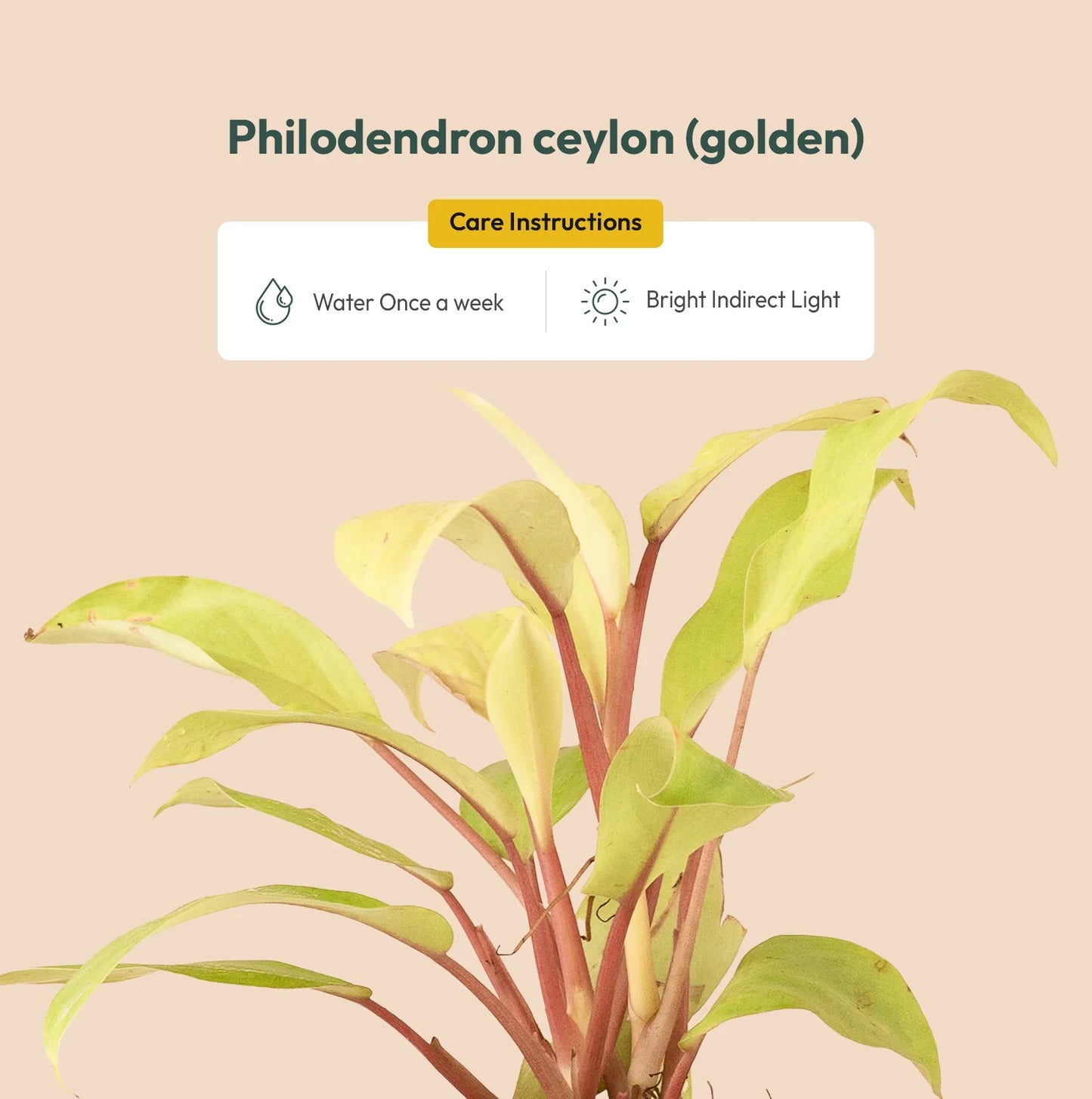 Philodendron Ceylon (Golden) Live Indoor Plant With Self Watering Pot