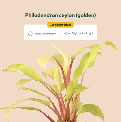 Philodendron Ceylon (Golden) Live Indoor Plant With Self Watering Pot