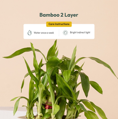 Bamboo 2 Layer Live Indoor Plant With Self Watering Pot