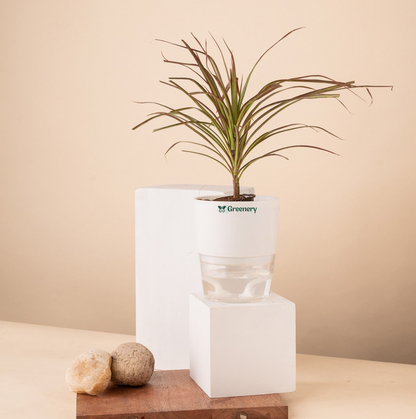 Dracaena Colorama Live Indoor Plant With Self Watering Pot