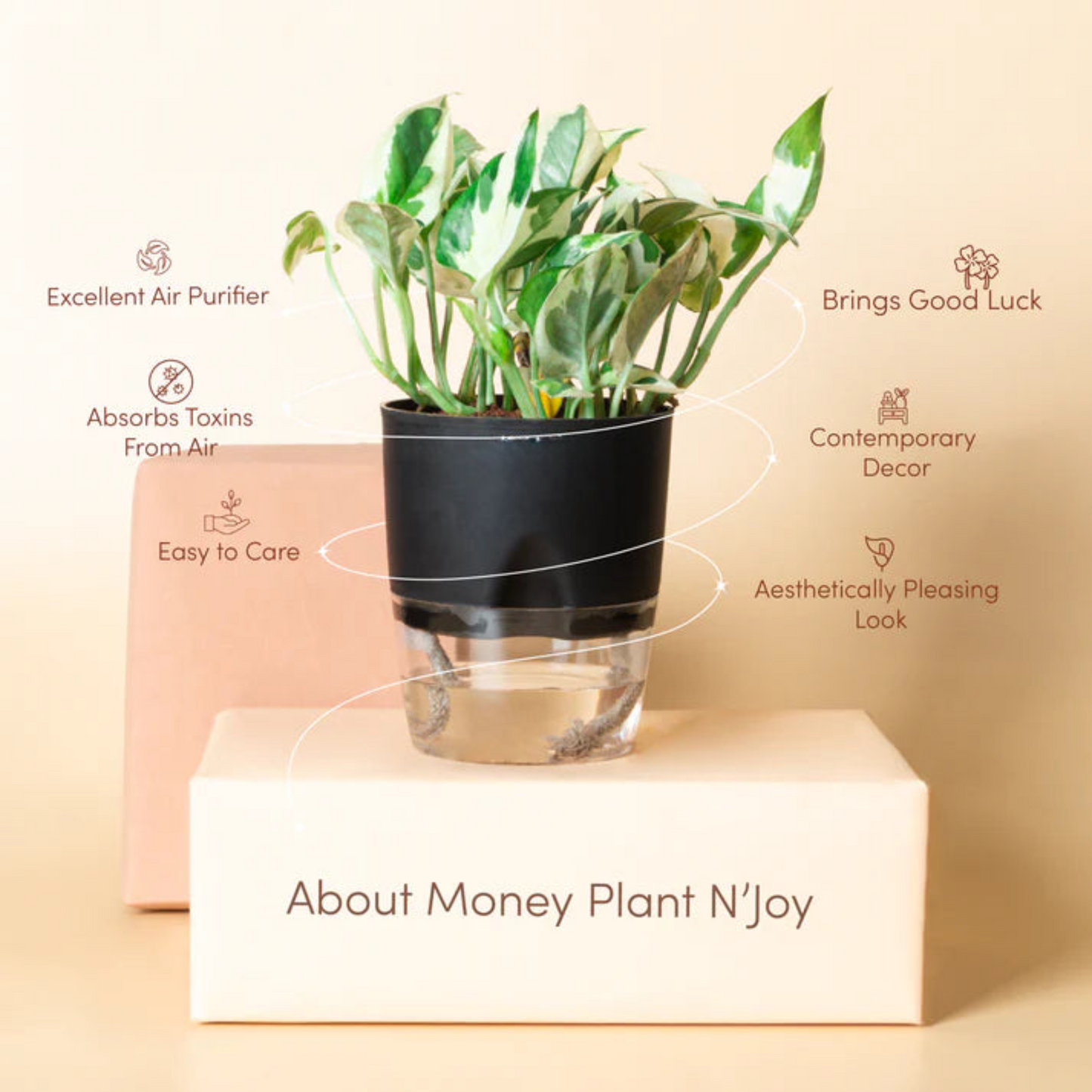 Money Plant N'Joy With Self Watering Pot