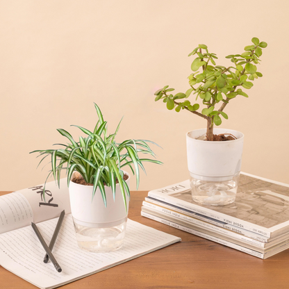 Set Of 2 Live Indoor Plant Combo Of Jade And Spider With Self Watering Pot