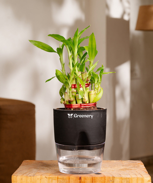 Bamboo 2 Layer Live Indoor Plant With Self Watering Pot