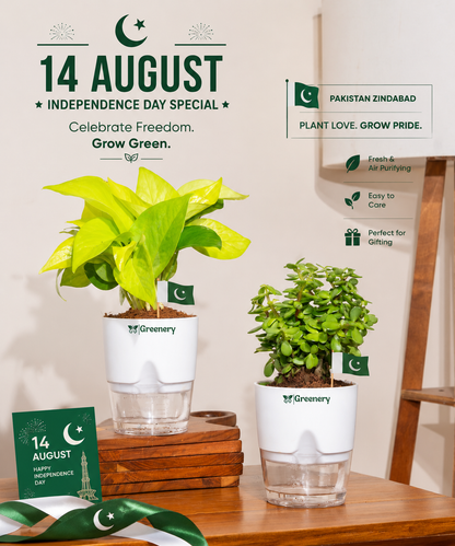 14 August Independence Day Special | Self-Watering Indoor Plant Gift