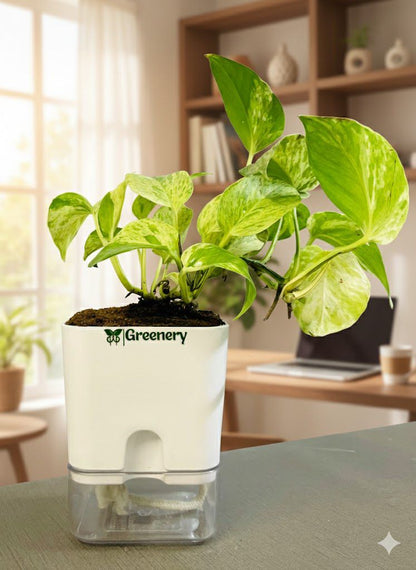 Money Plant Marble Queen With Self Watering Pot [Square]