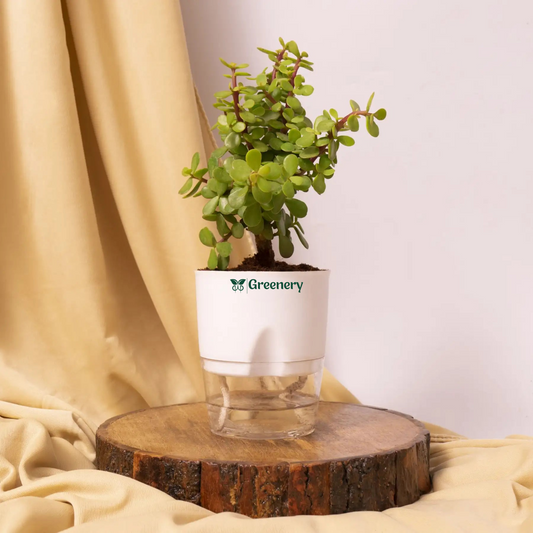 Jade Plant With Self Watering Pot: Lucky Plant