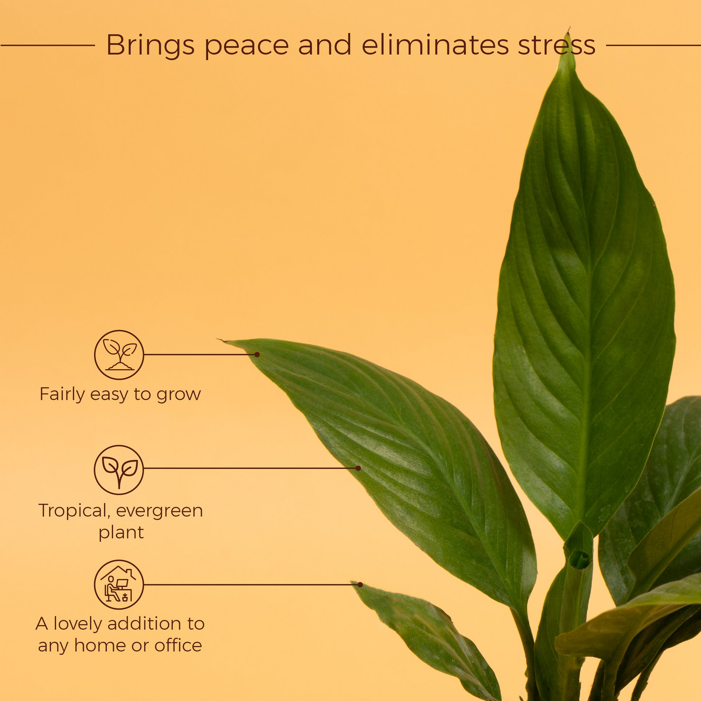 Peace Lily Plant With Self Watering Pot [Square]