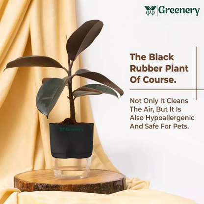 Black Rubber Plant With Self Watering Pot