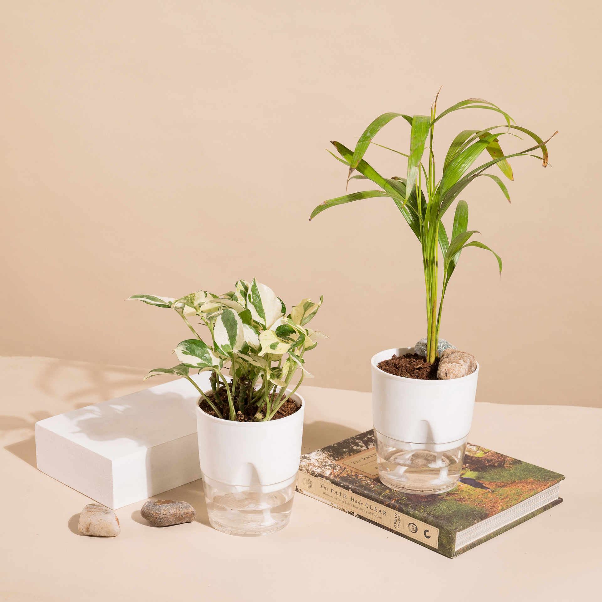 areca palm price in pakistan Set Of 2 Live Indoor Plant Combo Of Areca Palm And Money N'Joy With Se –  Greenery