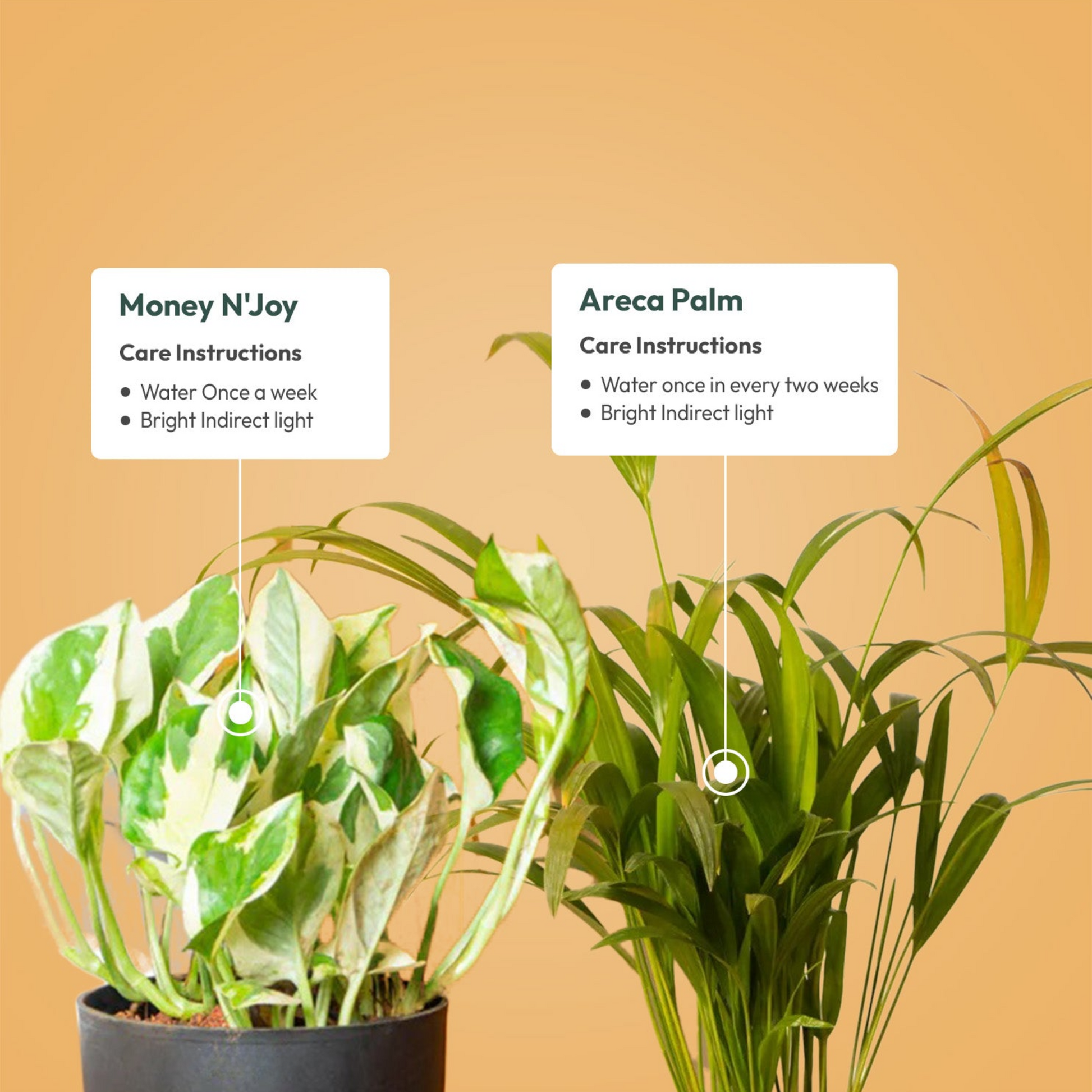 areca palm price in pakistan Set Of 2 Live Indoor Plant Combo Of Areca Palm And Money N'Joy With Se – Greenery