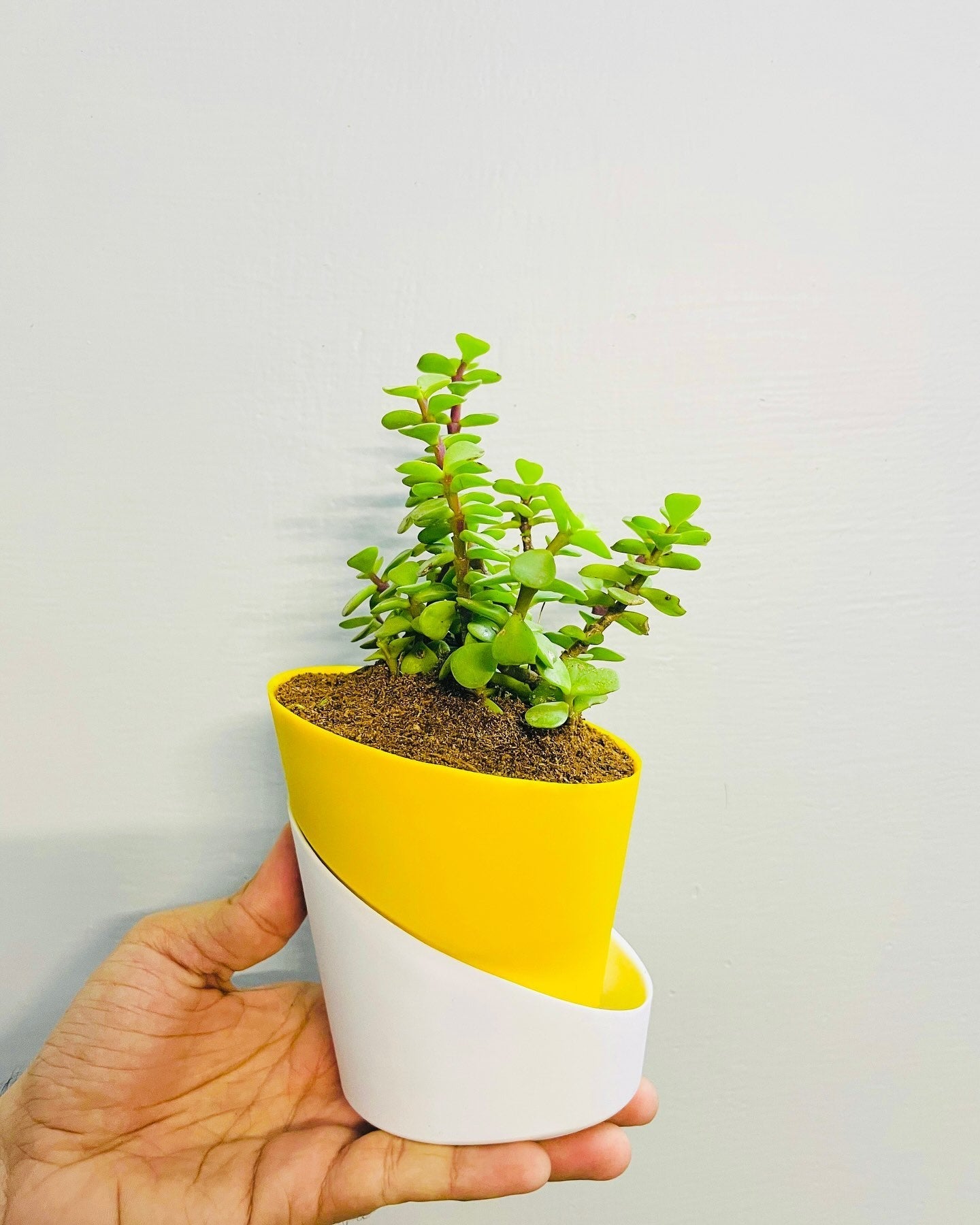 Jade Plant: Lucky Plant With Atlantis Self Watering Pot