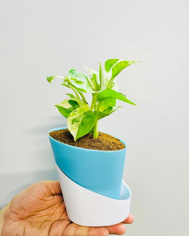 Money Plant N'Joy with Atlantis Self-Watering Pot 🌿💚