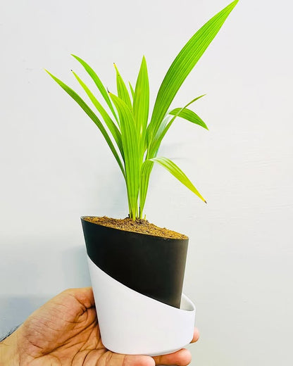 China Palm Plant