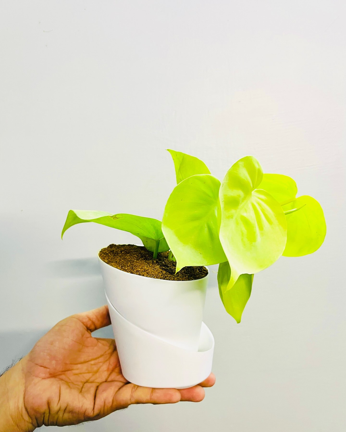Golden Money Plant With Atlantis Self-Watering Pot