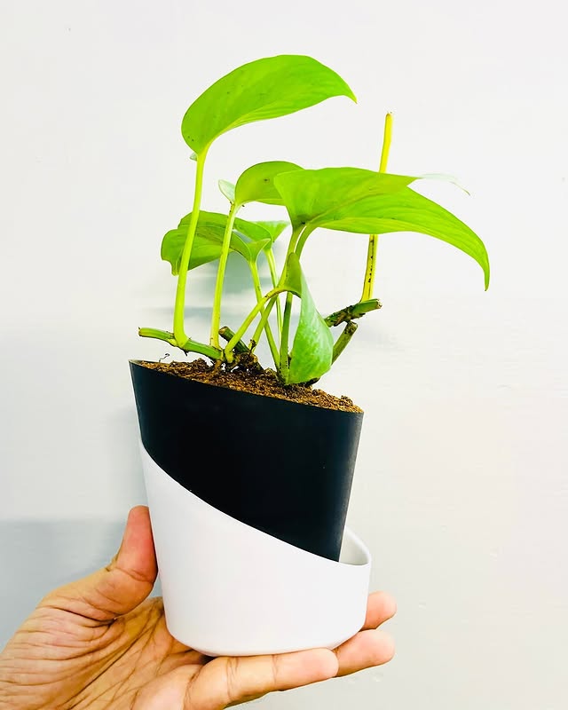 Money Plant with Atlantis Self-Watering Pot