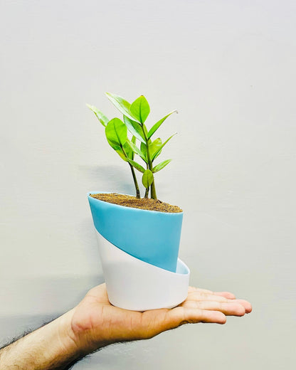 Zamioculcas Zamiifolia-Zamia (ZZ) Plant With Atlantis Self Watering Pot