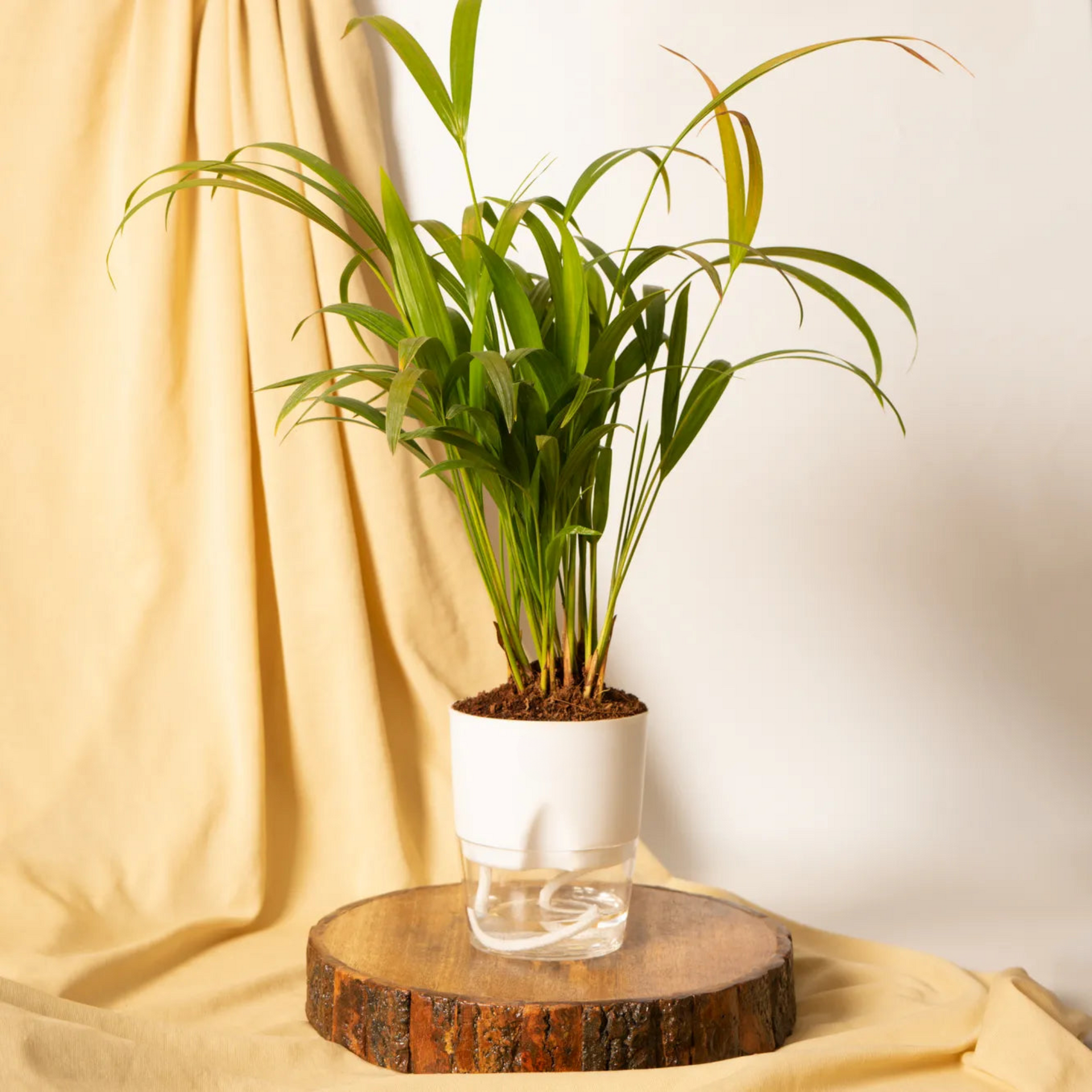 areca palm price in pakistan Areca Palm Plant With Self-Watering Pot – Greenery