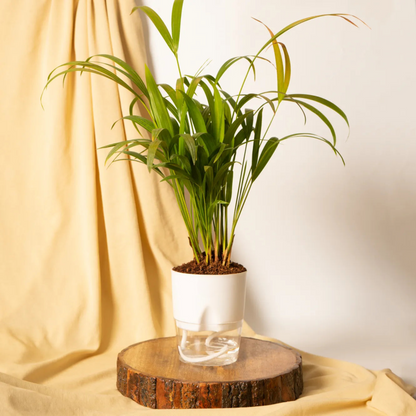 Areca Palm Plant With Self-Watering Pot