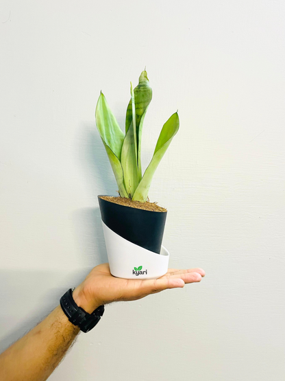Sansevieria Moonshine (Snake Moonshine) Plant With Atlantis Self-Watering Pot