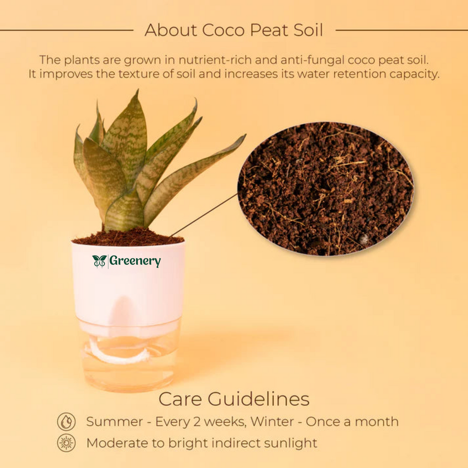 Stress Relieving Plants Greenery