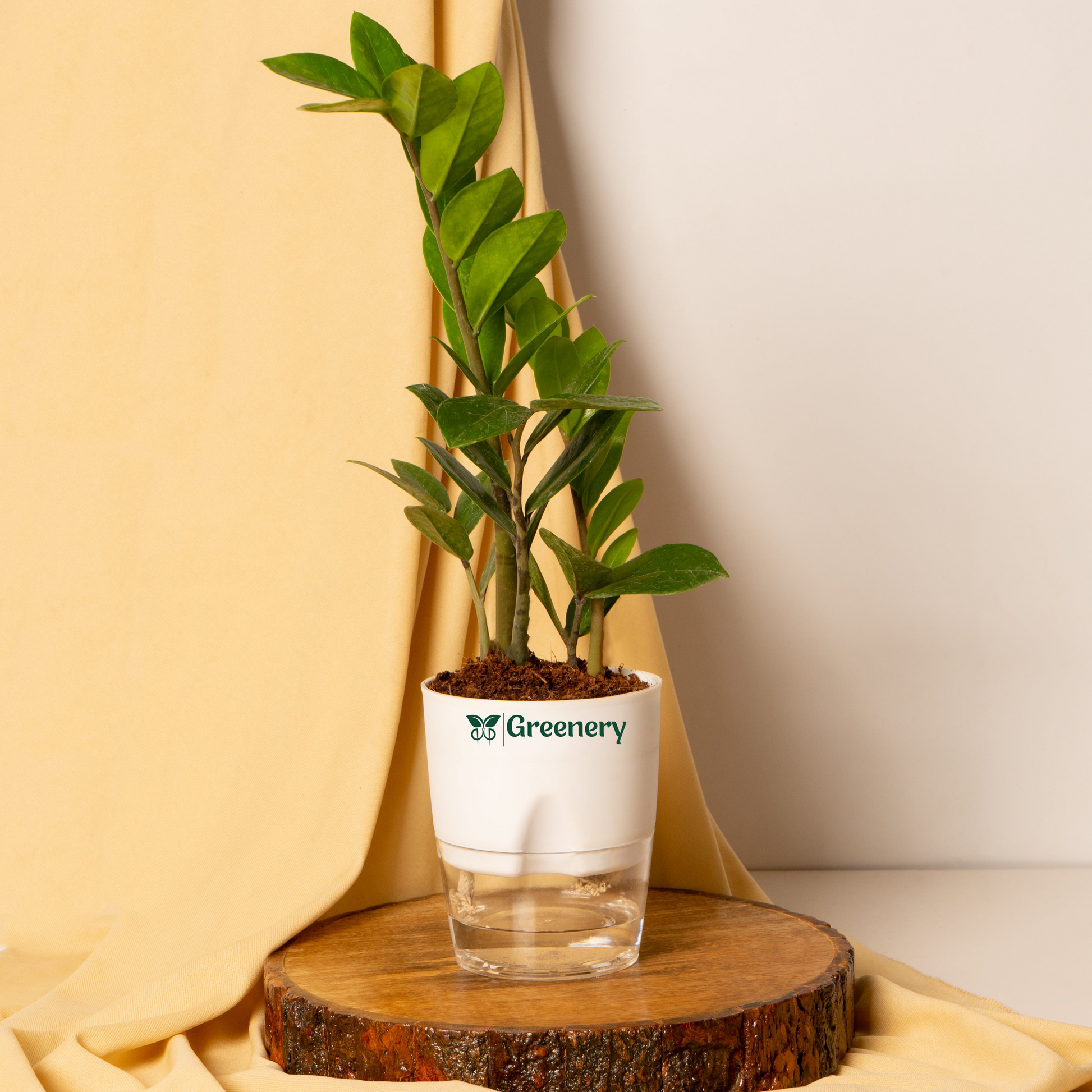 zz plant in pakistan Zamioculcas Zamiifolia-Zamia (ZZ) Plant With Self Watering Pot – Greenery