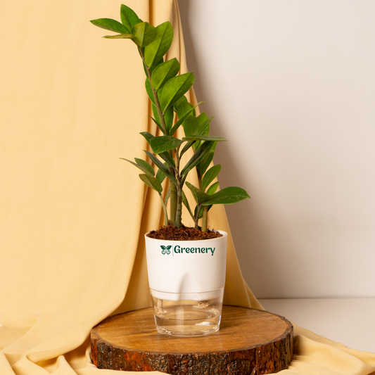 Zamioculcas Zamiifolia-Zamia (ZZ) Plant With Self Watering Pot