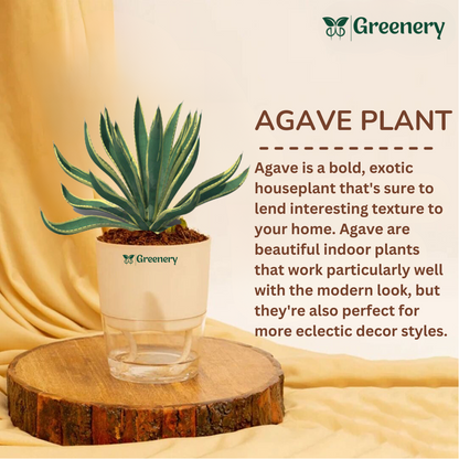 Agave Plant With Self Watering Pot