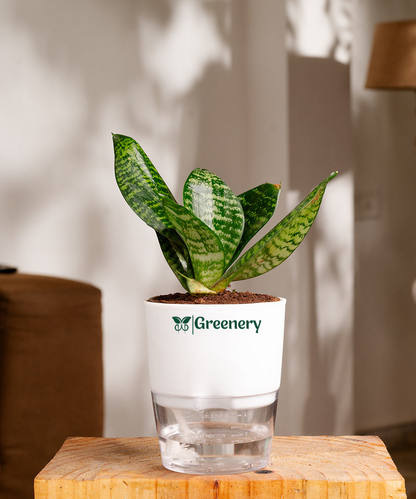Sansevieria Green Snake Plant With Self Watering Pot