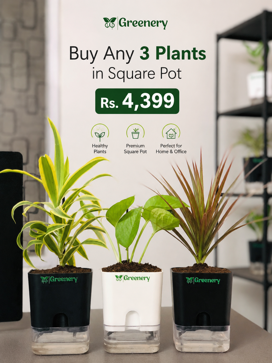 Buy Any 3 Plants in Square Pot 4399/-