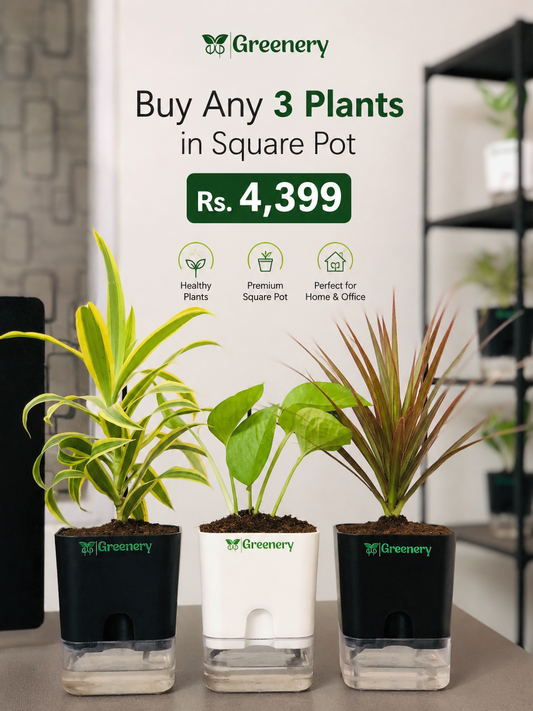 Buy Any 3 Plants in Square Pot 4399/-