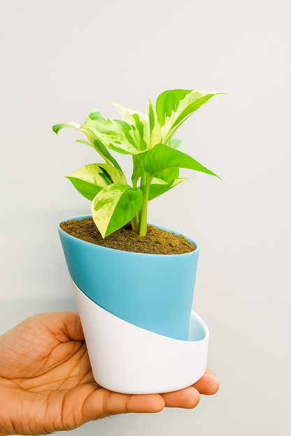 Money Plant N'Joy with Atlantis Self-Watering Pot 🌿💚
