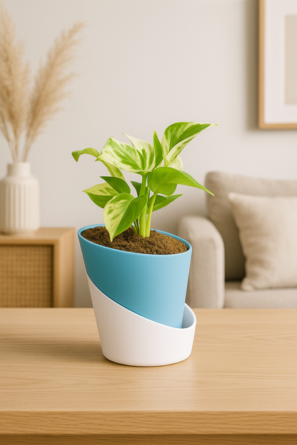 Money Plant N'Joy with Atlantis Self-Watering Pot 🌿💚