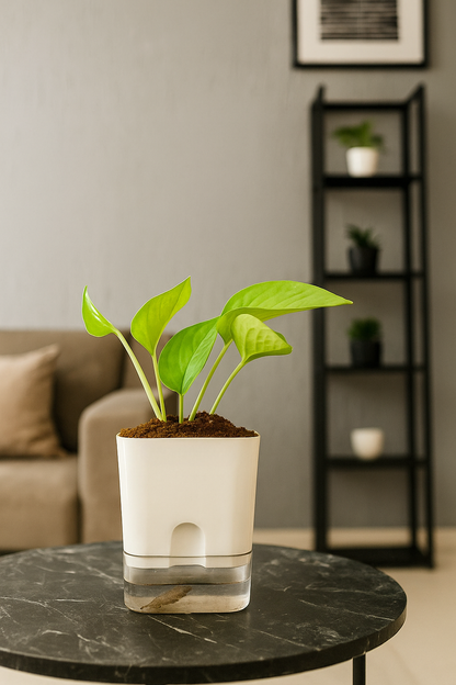Money Plant with Atlantis Self-Watering Pot