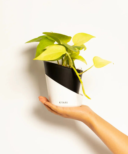 Golden Money Plant With Atlantis Self-Watering Pot