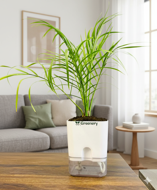 Phoenix Palm With Self Watering Pot [Square]