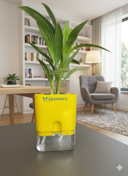 Areca Palm Plant With Self-Watering Pot [Square]