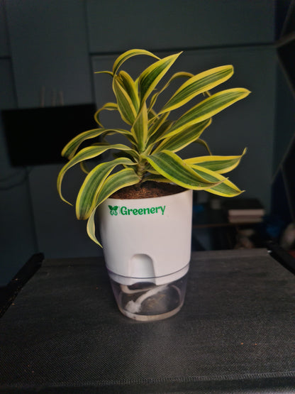 Dracaena reflexa (Song of India) Plant With Self Watering Pots