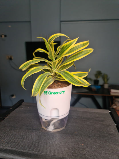 Dracaena reflexa (Song of India) Plant With Self Watering Pots